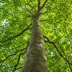 May include: A tall tree trunk with textured gray bark extending upward into a dense canopy of vibrant green leaves. The branches spread outward in all directions, creating a natural pattern against the bright sky visible through the foliage.