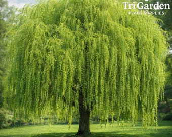 May include: A vibrant green weeping willow tree stands in a grassy field under a partly cloudy sky. The tree's long, cascading branches create a full, lush appearance. The text "Tri Garden Plant Supplies" is visible in the upper right corner.