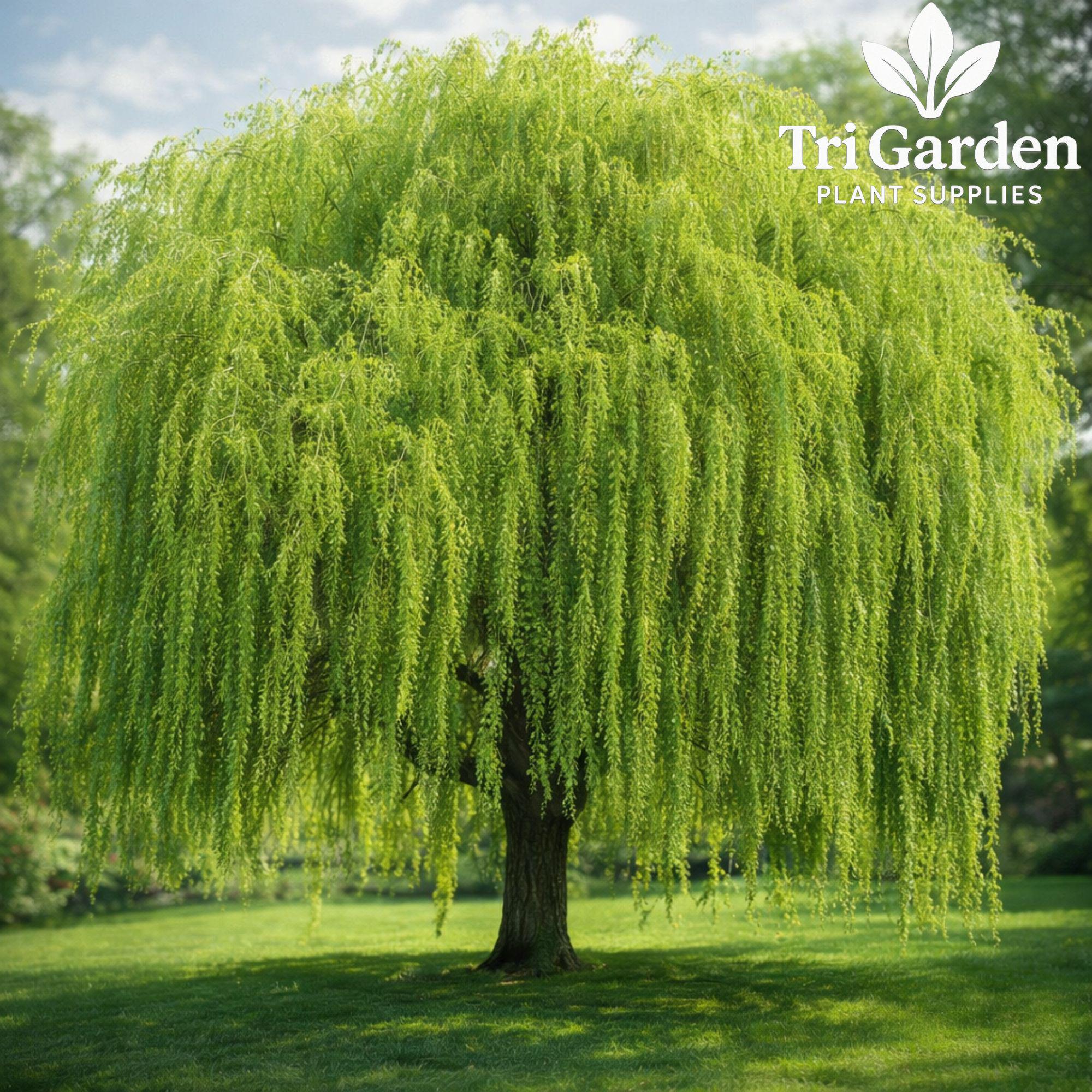 5 Weeping Willow Tree Cuttings | Bright Green Willow | Fast Growing ...