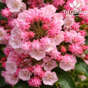 May include: Close-up of a cluster of pink and white flowers with green leaves. The flowers have a layered petal design and are in full bloom. The image includes the text "Tri Garden Plant Supplies".