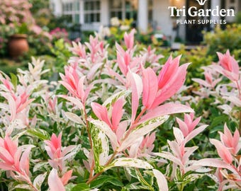 May include: A Salix integra Hakuro-nishiki shrub featuring variegated leaves with shades of bright pink, creamy white, and green. The plant displays slender stems and lance-shaped foliage. The text Tri Garden PLANT SUPPLIES is visible.