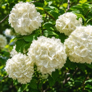 Old Fashion Snowball Viburnum Live Plant, Viburnum Trilobum Shrub, Highbush Cranberry Bush, White Flowering Hedge Plant, 4 Inch Pot