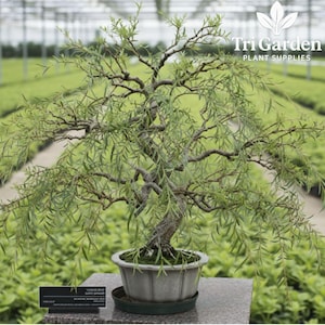 May include: A bonsai willow tree in a gray pot with a green saucer. The tree has a twisted trunk and branches with long, slender green leaves. The background shows a greenhouse with rows of plants. The text "Tri Garden Plant Supplies" is in the upper right corner.