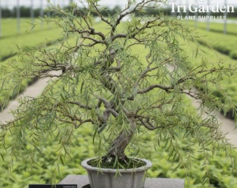 May include: A bonsai willow tree in a gray pot with a green saucer. The tree has a twisted trunk and branches with long, slender green leaves. The background shows a greenhouse with rows of plants. The text "Tri Garden Plant Supplies" is in the upper right corner.