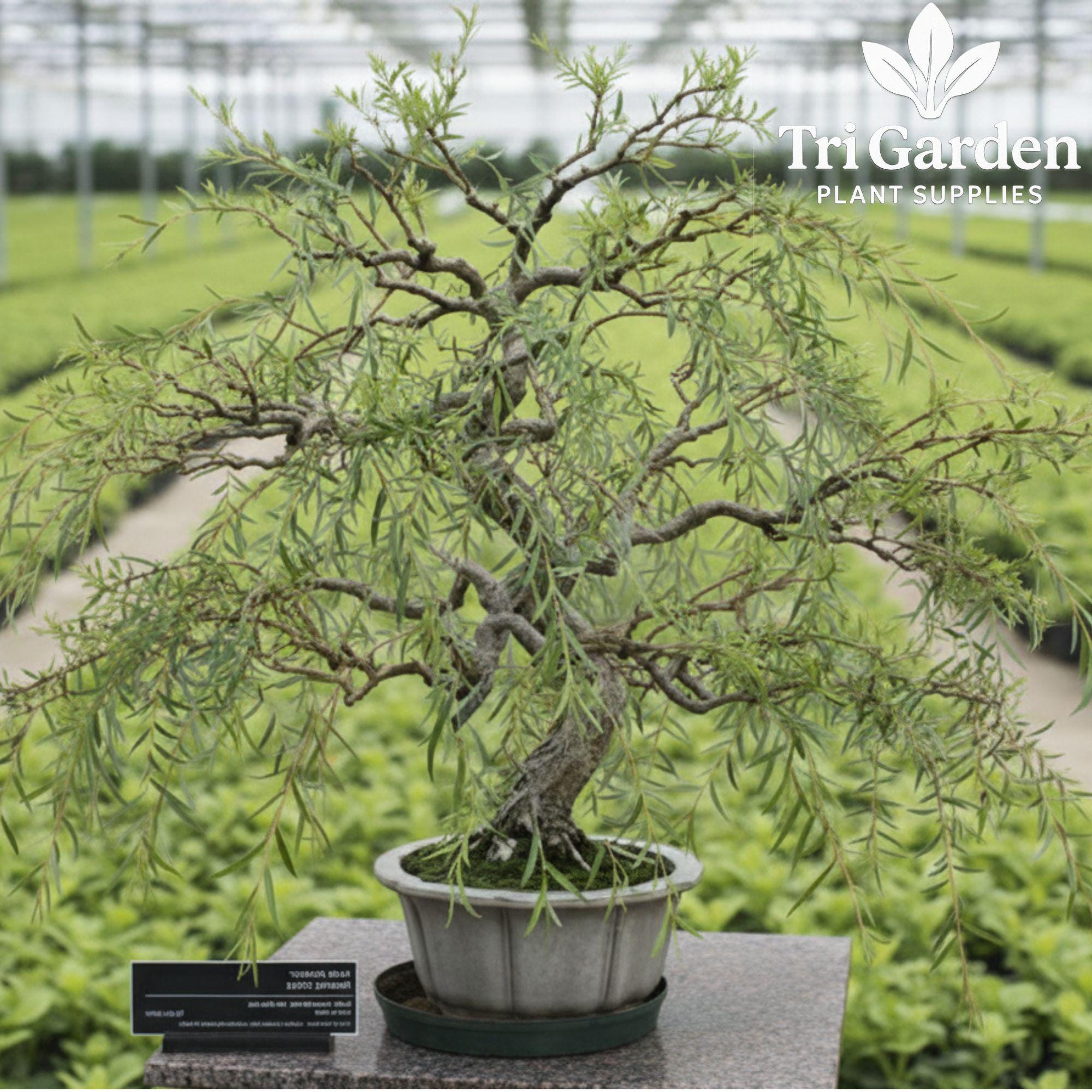 height of lavender plant Phenomenal Lavender, Lavandula intermedia main image 1