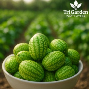 May include: A white bowl filled with small, green, oval-shaped watermelons with light green, patterned skin. The background shows a field of green plants and the text "Tri Garden PLANT SUPPLIES".