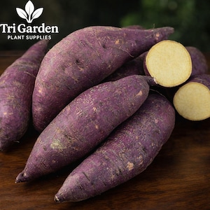 Murasaki Purple Sweet Potato Slips 3 Live Plants, Japanese Sweet Potato Plants,