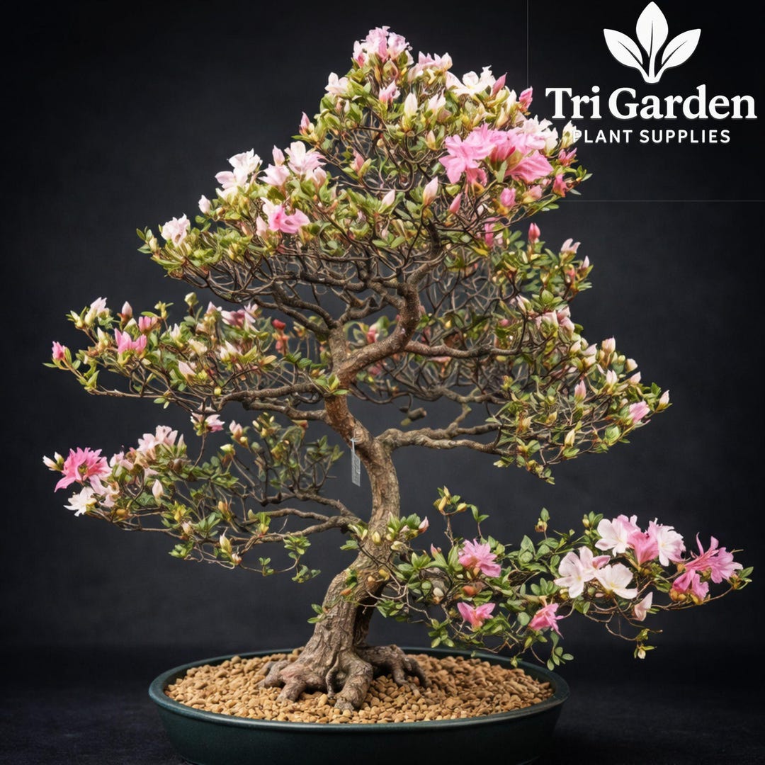 Sakura Bonsai Seeds | Japanese Cherry Blossom Tree, Pink Flowers (10 ...
