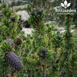 May include: Close-up of a pine tree with green needles and dark purple cones. The image features the logo for Tri Garden Plant Supplies in the upper right corner. The background shows a rocky, natural environment.