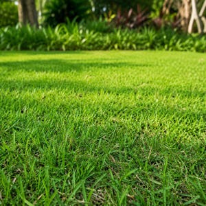 May include: A vibrant green lawn featuring short, neatly trimmed grass blades that cover the ground in a dense, uniform layer. The texture of the grass is visible in the foreground, showing individual blades and a bright, natural green color.