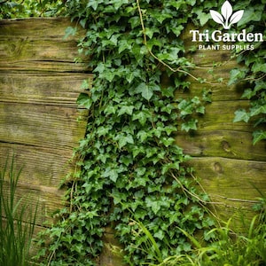 May include: Green ivy plant growing on a weathered wooden fence. The leaves are a vibrant green, contrasting with the aged, textured wood. The image includes the text "Tri Garden PLANT SUPPLIES".