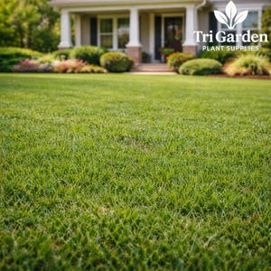 May include: A lush, green lawn in front of a house with white columns and a dark door. The image features the text "Tri Garden PLANT SUPPLIES" in the upper right corner. The grass is neatly trimmed and well-maintained, suggesting lawn care products.