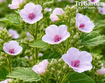 Marshmallow Seeds 250 | Althaea officinalis | Heirloom Non-GMO | Perennial Herb Flower