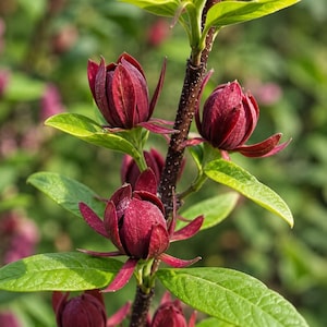 May include: Close-up of a flowering plant with deep burgundy blooms and vibrant green leaves. The flowers are in bud, with petals partially open, revealing their inner structure. The plant's stem is brown with small white spots.