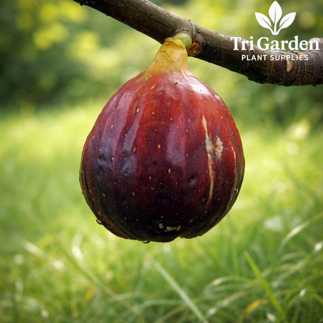 Ficus Magnolia Magnolia Fig Tree Live Plant – Fruiting Fig • Ficus Carica • Large ...