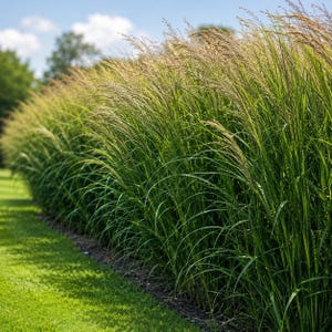 May include: A dense row of tall, vibrant green ornamental grass featuring slender, arching blades and feathery, golden-brown seed heads that extend upward, creating a textured, layered appearance across the landscape under a bright sky.