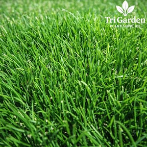 May include: Close-up of vibrant green grass blades. The image showcases a dense, healthy lawn, with each blade of grass clearly visible. The logo for Tri Garden Plant Supplies is in the upper right corner.