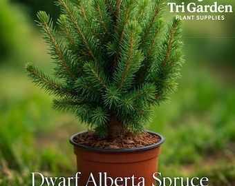 Picea Breweriana 'emerald Midget' - Brewer Spruce - 10