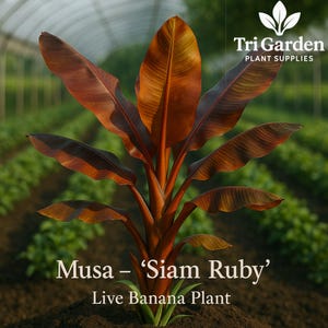 May include: A live Musa 'Siam Ruby' banana plant with large, reddish-brown leaves. The plant has a central stalk and is surrounded by dark soil. The image includes the text "Tri Garden Plant Supplies" and "Musa - 'Siam Ruby' Live Banana Plant."