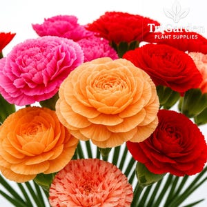 May include: A vibrant bouquet of colorful flowers, including shades of pink, orange, and red. The flowers have layered petals and are arranged against a white background. The image includes the text "TriGarden Plant Supplies".