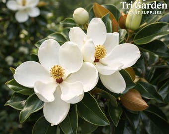 May include: Close-up of white magnolia flowers with yellow centers and a touch of red, surrounded by glossy green leaves. The image includes the text "Tri Garden Plant Supplies" in the upper right corner, suggesting a plant supply business.