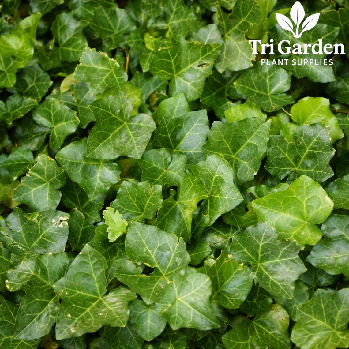 Surprising English Ivy Seeds Photos
