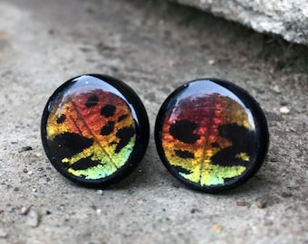 Real Butterfly Wing Plugs | 2G-00G Butterfly Plugs | Rainbow Sunset Moth Gauges | Moth Plugs | Butterfly Wings Gauges | Insect Bug Plugs