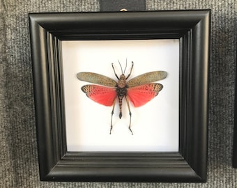 Real Grasshopper Insect Shadowbox Frame - Pink Katydid - Butterfly Framed Art, Butterfly Decor, Framed Butterfly, Real Butterfly