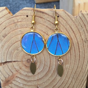 Real Blue Morpho Butterfly Wing Earrings: Gold-Plated Resin Pendants