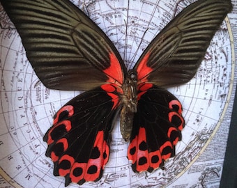 Gerahmte rote und schwarze Schmetterlingsanzeige: Echte montierte Schmetterlingskunst
