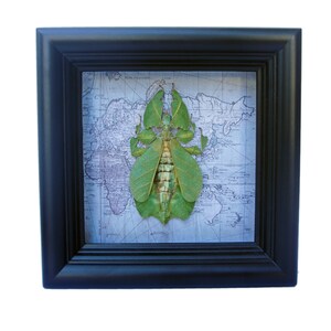Framed Leaf Insect Art: Real Bug Display on Vintage Map