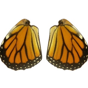 Real Monarch Butterfly Wings for Crafting Monarch Butterlfy Wings image 4