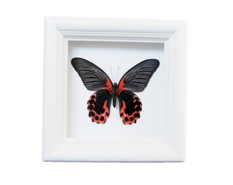 Real Framed Butterfly | Black and Red Real Preserved Butterfly Insect Display | Butterfly Taxidermy | Framed Butterflies | Dried Butterflies