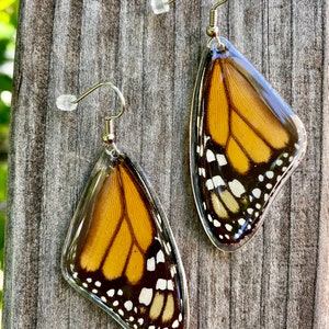 Real Monarch Butterfly Earrings Monarch Forewing Butterfly Wings, Butterfly Jewelry, Monarch Jewelry, Gifts For Her image 1