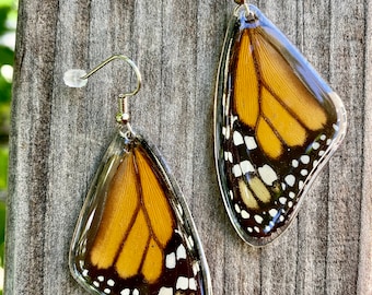 Real Monarch Wing Earrings: Hypoallergenic Surgical Steel Hooks
