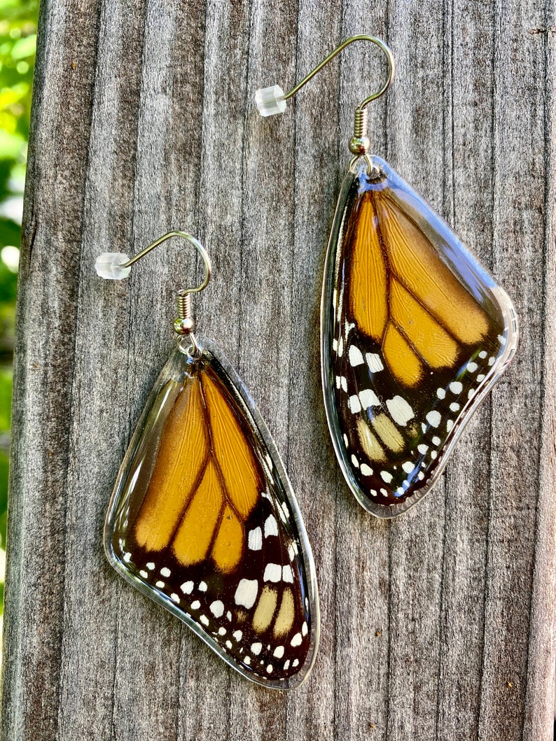 Real Monarch Butterfly Earrings Monarch Forewing Butterfly Wings, Butterfly Jewelry, Monarch Jewelry, Gifts For Her image 1