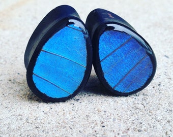 Butterfly Wing Teardrop Plugs | Real Butterfly Plugs | Blue Butterfly Wing Plugs | Blue Morpho Forewing Small Gauges | Butterfly Ear Gauges