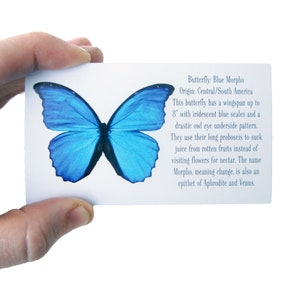 May include: A close-up of a blue morpho butterfly with a wingspan of up to 8 inches. The butterfly is on a white card with text about the butterfly's origin, characteristics, and meaning. Butterfly: Blue Morpho Origin: Central/South America This butterfly has a wingspan up to 8" with iridescent blue scales and a drastic owl eye underside pattern. They use their long probostis to suck juice from rotten fruits instead of visiting flowers for nectar. The name Morpho, meaning change, is also an epithet of Aphrodite and Venus.