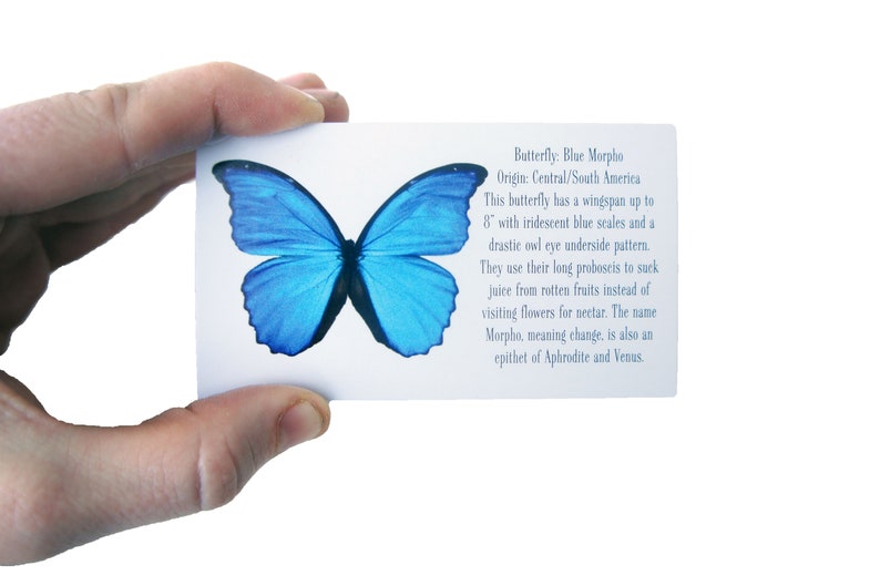 May include: A close-up of a blue morpho butterfly with a wingspan of up to 8 inches. The butterfly is on a white card with text about the butterfly's origin, characteristics, and meaning. Butterfly: Blue Morpho Origin: Central/South America This butterfly has a wingspan up to 8" with iridescent blue scales and a drastic owl eye underside pattern. They use their long probostis to suck juice from rotten fruits instead of visiting flowers for nectar. The name Morpho, meaning change, is also an epithet of Aphrodite and Venus.