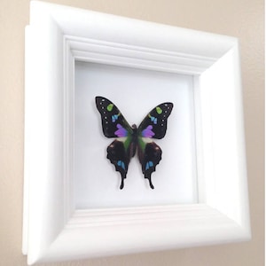 Real Butterfly Taxidermy Framed Butterfly Graphium Weiskei Butterfly Framed Art Butterfly Decor Insect Taxidermy Art Framed Bugs image 3