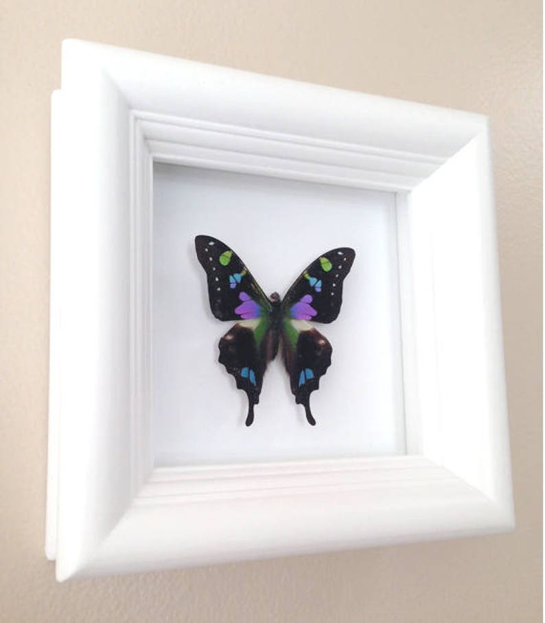 Real Butterfly Taxidermy Framed Butterfly Graphium Weiskei Butterfly Framed Art Butterfly Decor Insect Taxidermy Art Framed Bugs image 3