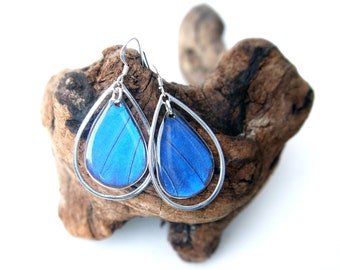 Real Blue Morpho Butterfly Wing Earrings: Sterling Silver Teardrop Jewelry