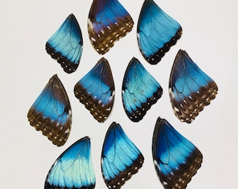 Moderate Damage - Real Blue Morpho Butterfly Wing (Single) for Crafting Projects | Blue Butterfly Wings | Butterly Wing Jewelry Supplies