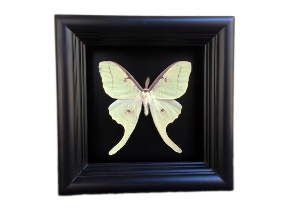 Home & Living Lunar Moth Painting Luna Moth Print of Insect Taxidermy ...