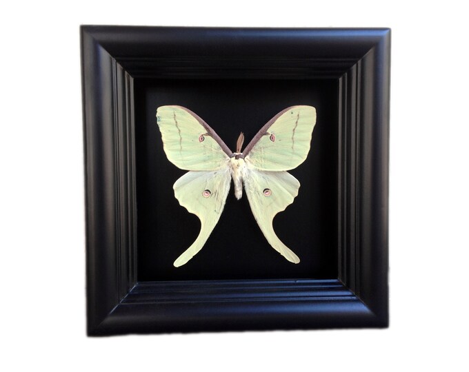Real Luna Moth Taxidermy - Butterfly Moth Framed Art, Butterfly Decor ...