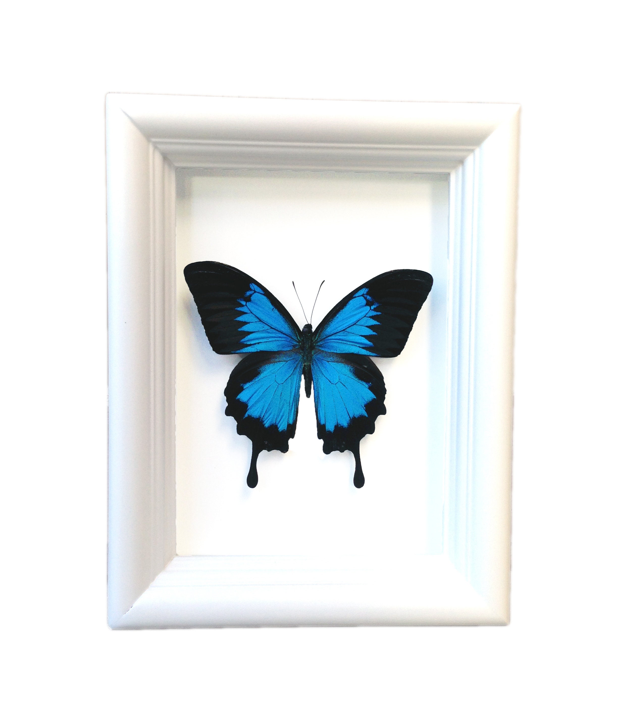 Real Framed Butterfly | Papilio Ulysses Plain Butterfly Display