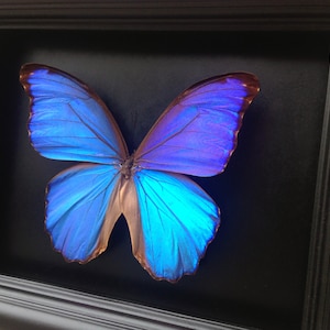 Ingelijste echte vlinder Blauwe Morpho vlindertaxidermie Vlinderkunst Ingelijste vlinders Vlinderkunstdisplay Vlinder In Kader afbeelding 2