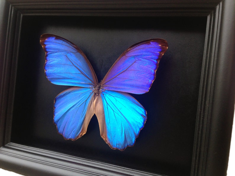 Ingelijste echte vlinder Blauwe Morpho vlindertaxidermie Vlinderkunst Ingelijste vlinders Vlinderkunstdisplay Vlinder In Kader afbeelding 2