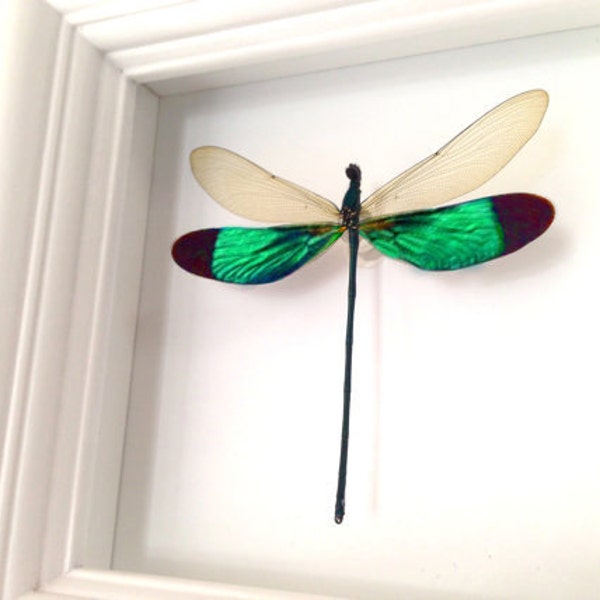Real Dragonfly Taxidermy Shadowbox - Dragonfly Nature Home Decor, Dragonflies, Damselfly, Insects, Special Occasion, Anniversary, Birthday