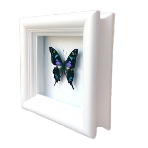 Real Butterfly Taxidermy Framed Butterfly Graphium Weiskei Butterfly Framed Art Butterfly Decor Insect Taxidermy Art Framed Bugs image 2